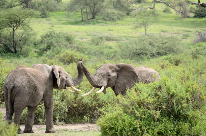 Die Tierschutzgruppe scheiterte vor Gericht – die fünf Elefanten bleiben vorerst im Zoo. (Symbolbild) Elefanten in Natur.