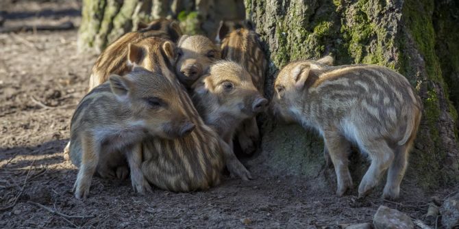 Wildschweine Ferkel Frischlinge Klingnau