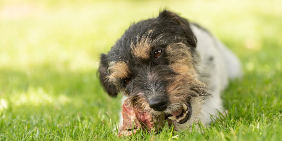 Hund frisst Rohfleisch