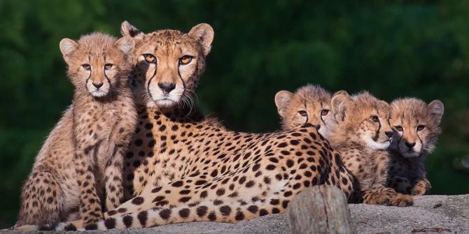 geparden zoo basel