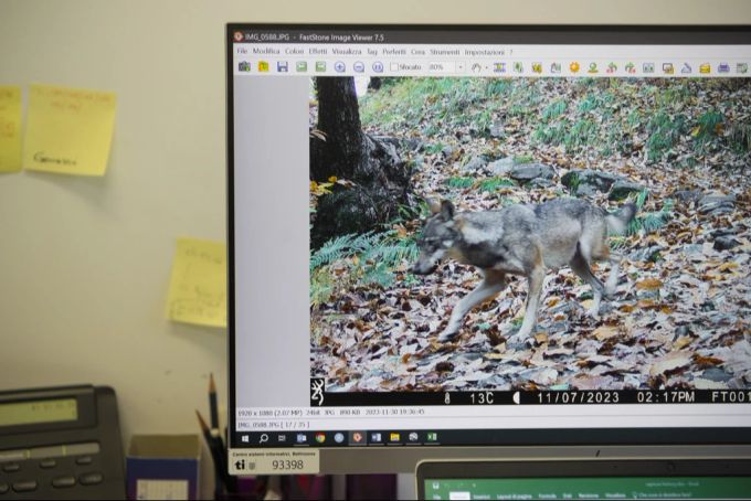 wolf wolfsjagd wildhüter