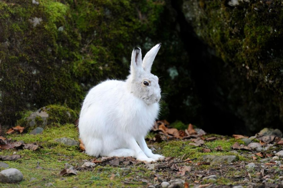 Alpenschneehasen tragen im Winter weisse, luftgefüllt Haare und eine feine Unterwolle.