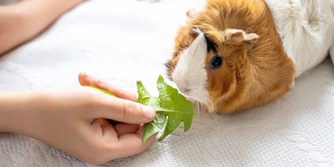 Meerschweinchen bekommt Futter