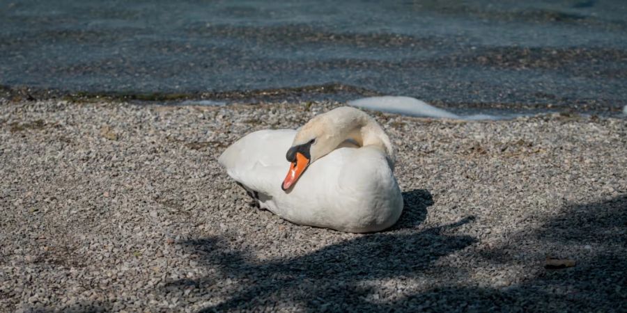 Schwan Vogelgrippe