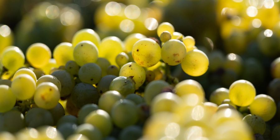 Das Deutsche Weininstitut rechnet 2024 mit frischen, lebendigen Weinen mit ausgeprägter Frucht. (Archivbild)