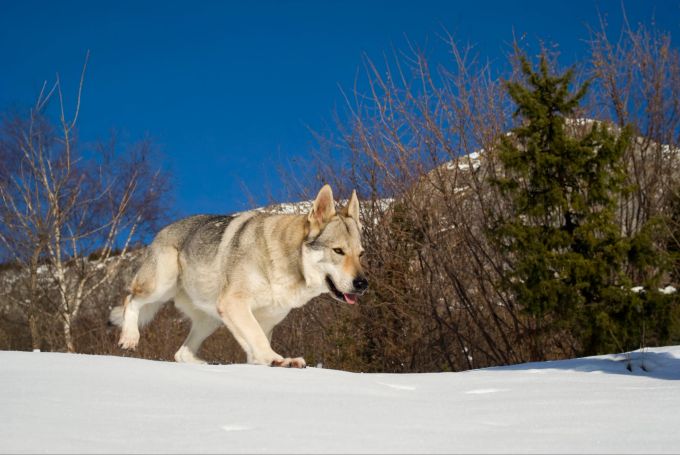 Äusserlich ähneln Wolfshunde dem Europäischen Wolf. Wolfshund im Schnee