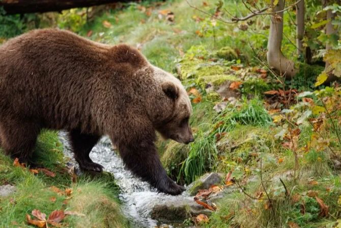 Bär