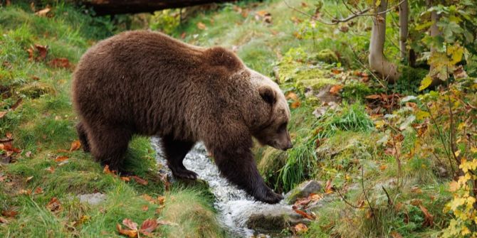 Bär