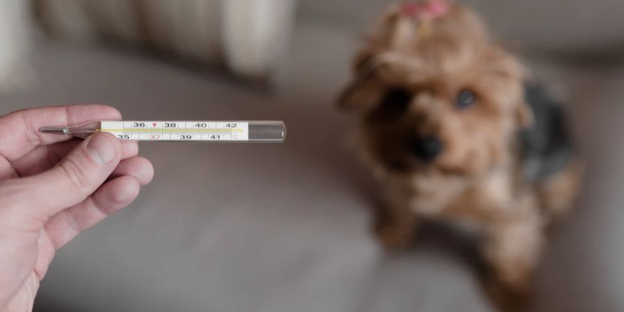 Thermometer, Hund