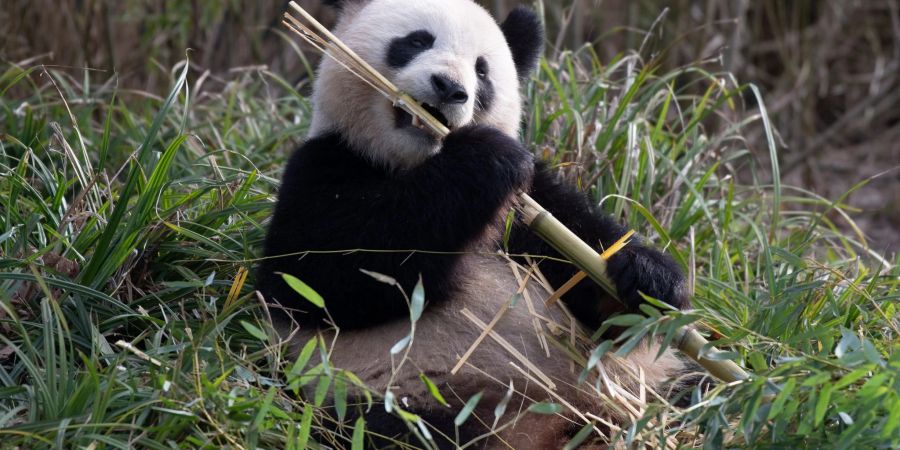 Pandaweibchen Meng Meng lässt es sich im Zoo Berlin schmecken.