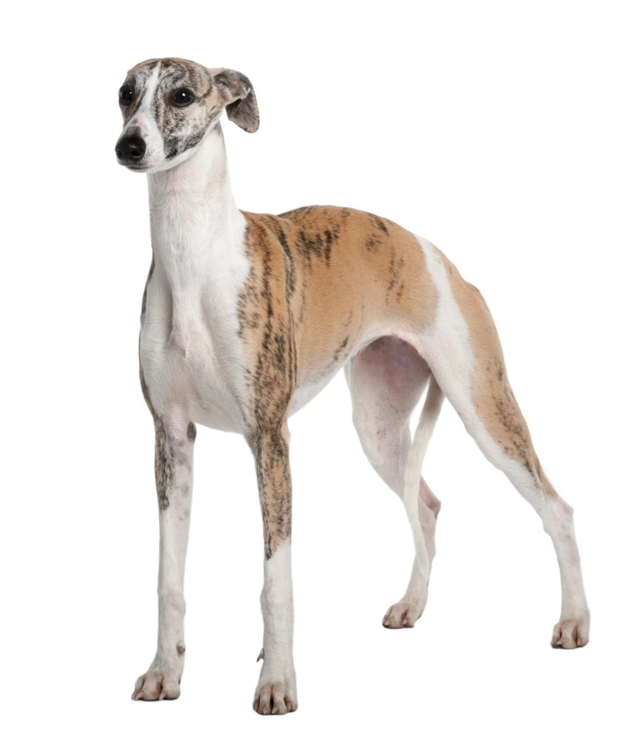 Whippet, Hund