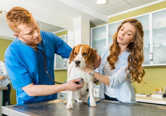 Tierschutz: Veterinärmedizin im Studium. Tierschutz