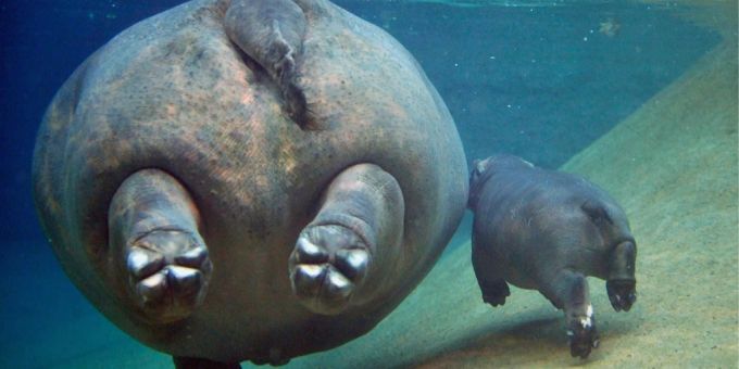 Ein Nilpferdkalb schwimmt im Zoo Berlin neben seiner Mutter her. (Archiv) Baby-Hippo