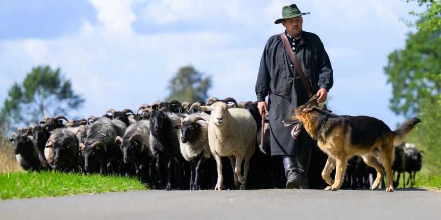 Der Schäfer Julian Schulz treibt mit seinen Hütehunden die Heidschnucken-Herde auf einer Strasse entlang. Die besten Schäfer Deutschlands und ihre Hütehunde messen sich beim Bundesleistungshüten.