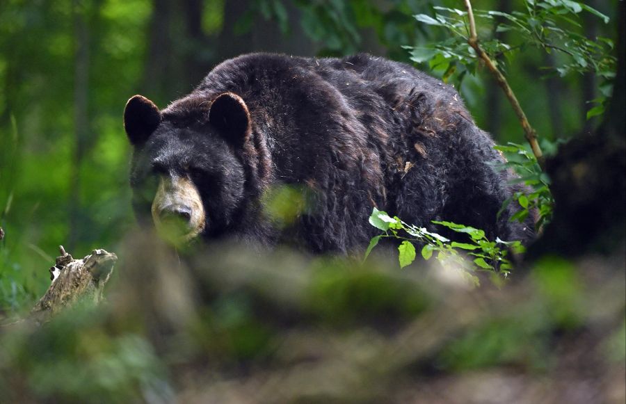 Bär schwarz Gebüsch Park