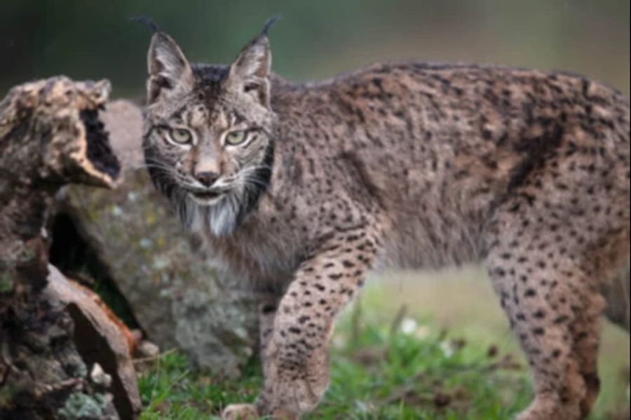 Diese Tiere will Rewilding Europe wieder zurück ins Iberische Gebirge bringen. Den Iberischen Luchs...