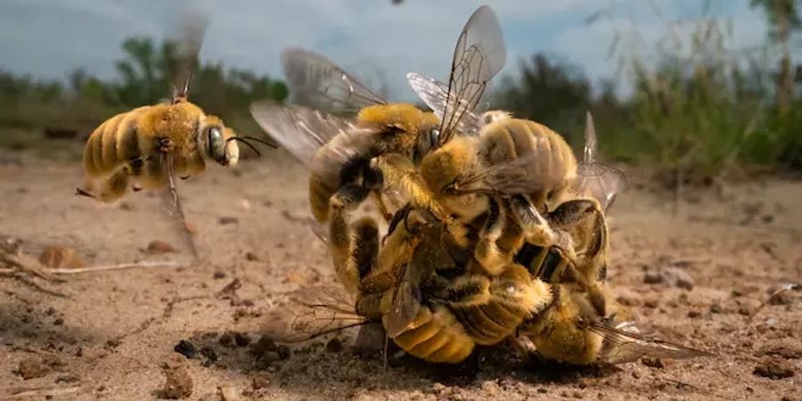 wildlife photographer of the year