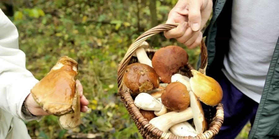 Sammler mit Körben voller Pilze