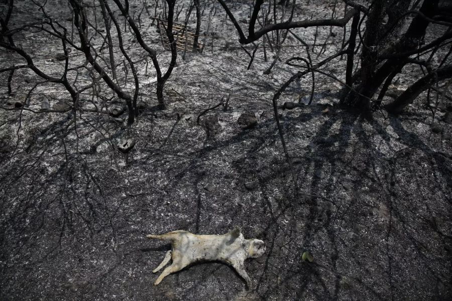 Der leblose Körper eines Tiers nach einem Feuer im Norden Athens.