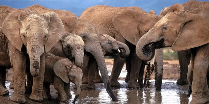 Bei Elefanten-Auktion in Namibia wird nur ein Drittel der Tiere verkauft. namibia