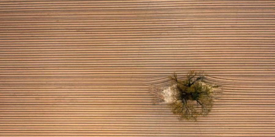 Ein einziger Baum steht inmitten eines frisch angelegten, riesigen Kartoffelackers am Rande der Wetterau. Foto: Boris Roessler/dpa