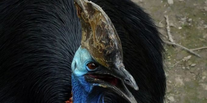 Der Regenwald beherbergt Vögel wie den Helmkasuar. Regenwald