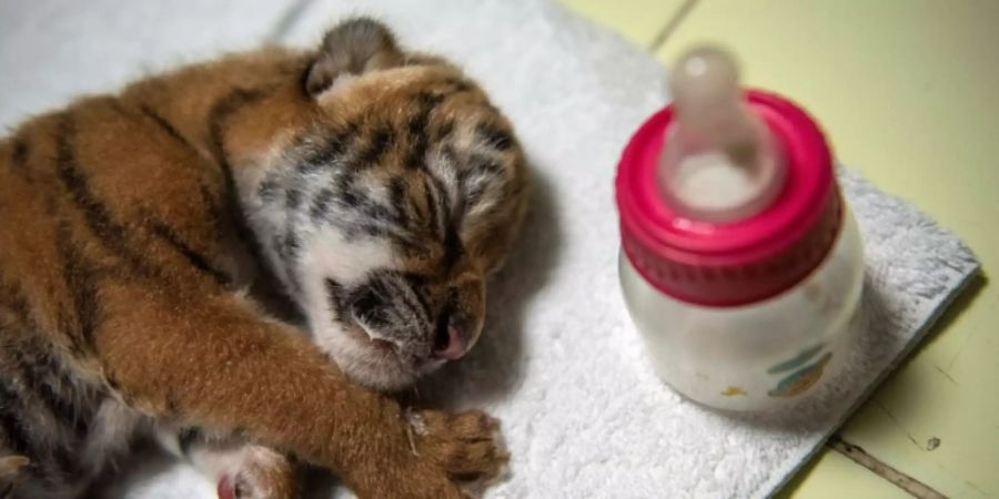 Seltenes bengalisches Tigerbaby im Zoo in Nicaragua