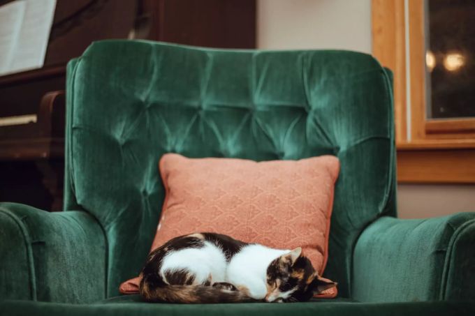 Ältere Katzen sind mit den menschlichen Regeln meist schon gut bekannt. Katze auf Sofa