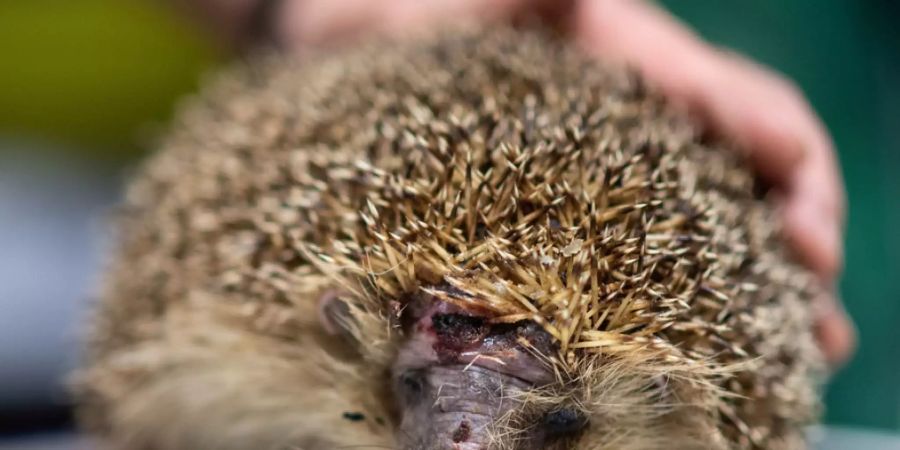 igel
