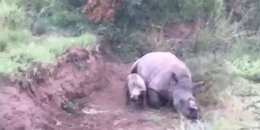 Ein junges Nashorn trauert um seine getötete Mutter.