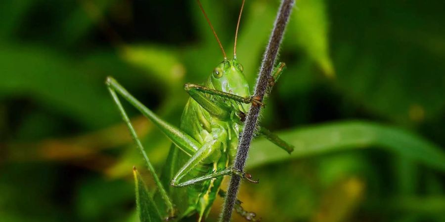 insektenpulver in lebensmitteln