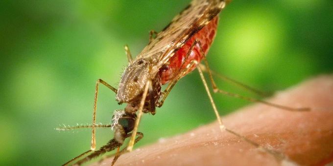 Zahnpasta-Inhaltsstoff - Künstliche Intelligenz entdeckt Wirkstoff gegen Malaria