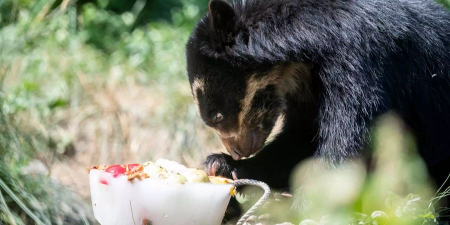 Ein Brillenbär knabbert im Zoo Zürich an einem Eisklotz mit gefrohrenem Futter.