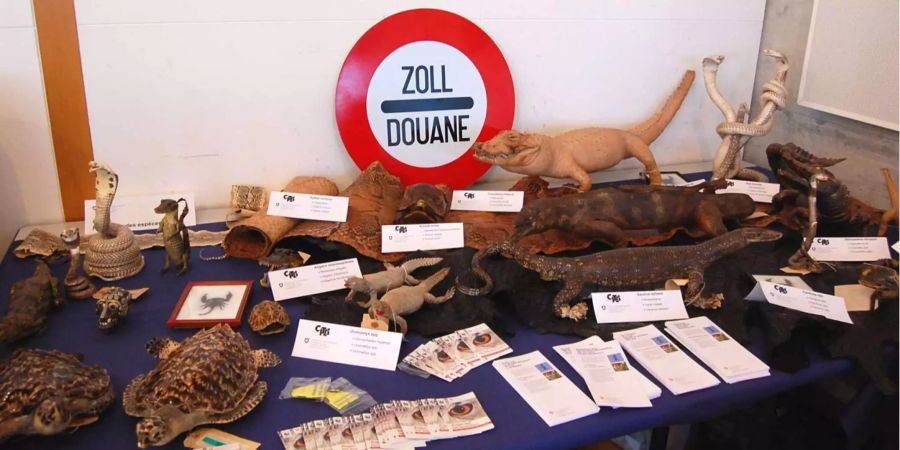 Leguane, Papageien, seltene Frösche und andere exotische Tiere werden aus dem Amazonasgebiet illegal ins Land geschmuggelt.