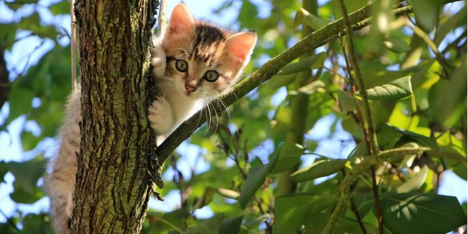 Ein Katzenbaby klettert mutig einen Baum hinauf.