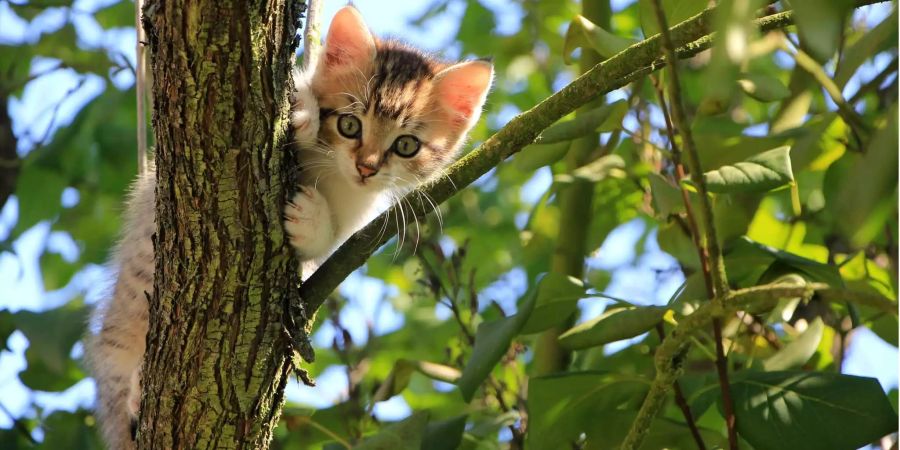 Ein Katzenbaby klettert mutig einen Baum hinauf.