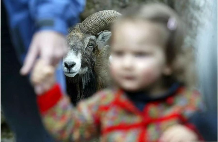 Tierpark Goldau - Keystone