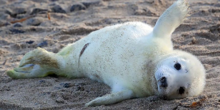 Eine Pelzrobbe liegt an einem Strand der Farne-Inseln (GB).