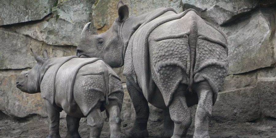 Das Panzernashorn Betty und ihr Kind Manjula im Tiergarten Berlin.
