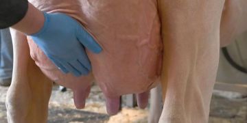 Pralles Euter einer Milchkuh.