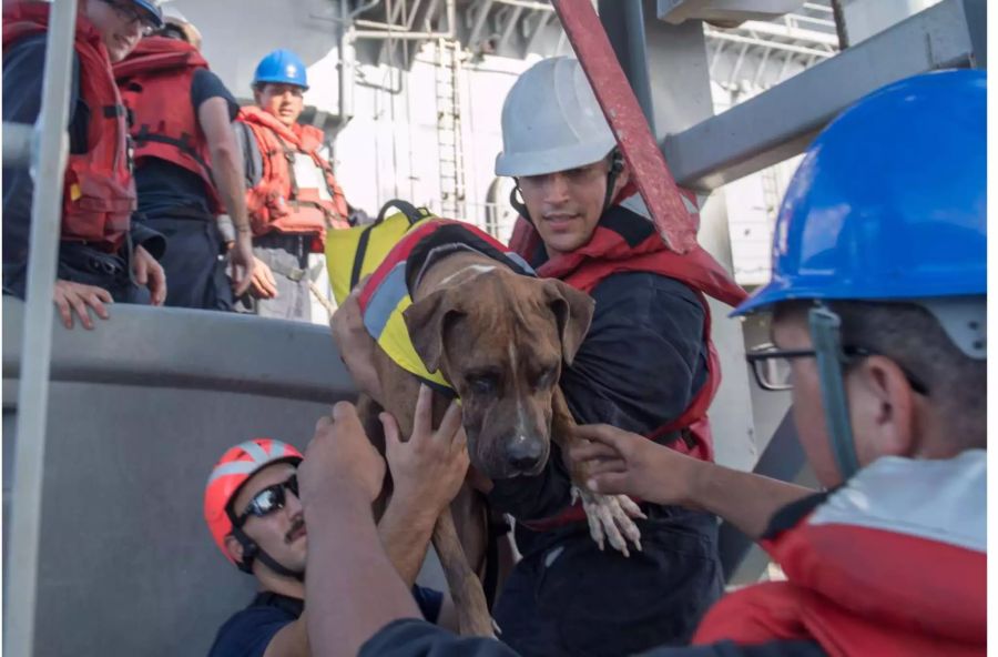 Die Crew der USS Ashland helfen Zeus, einem der Hunde an Bord des havarierten Segelschiffs.