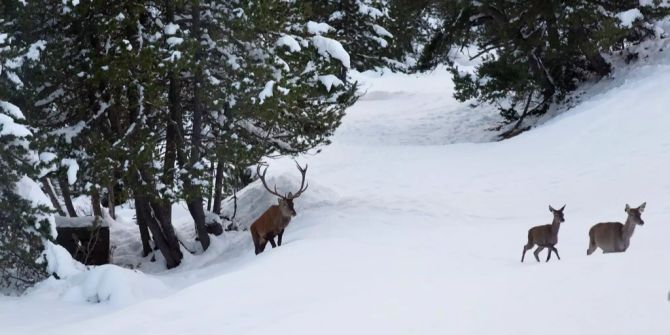 Hirsche im Schweizer Nationalpark.