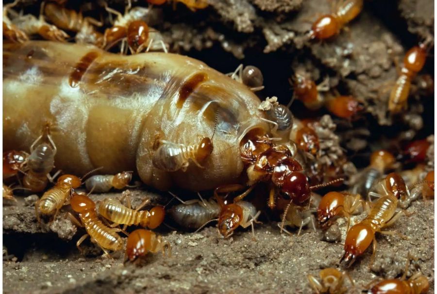 Im Inneren eines Termitenhügels: Die Königin der Termitenart Macrotermes bellicosus ist ungefähr einen Zentimeter gross und wird von Arbeitern umsorgt, die nur wenige Millimeter messen. Bild: Alamy Stock