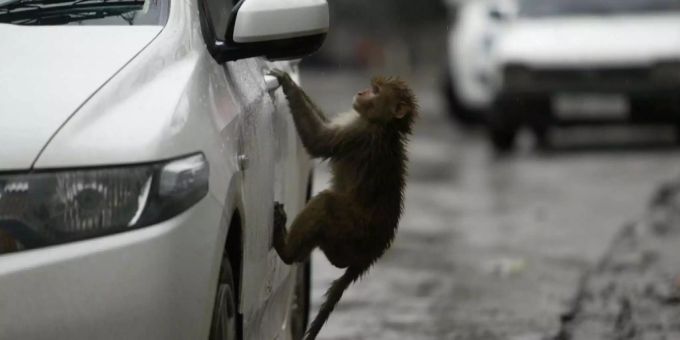 Kind stirbt - Affe soll Baby in Indien verschleppt haben