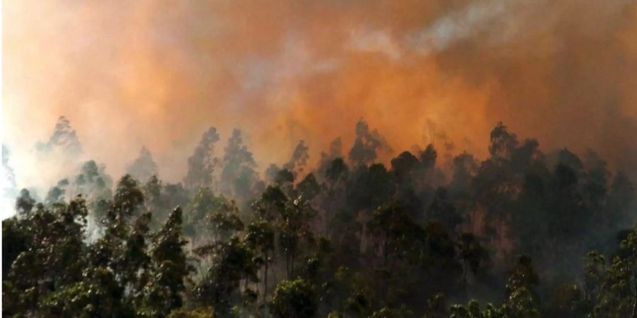 Die Buschfeuer in Australien geraten ausser Kontrolle.