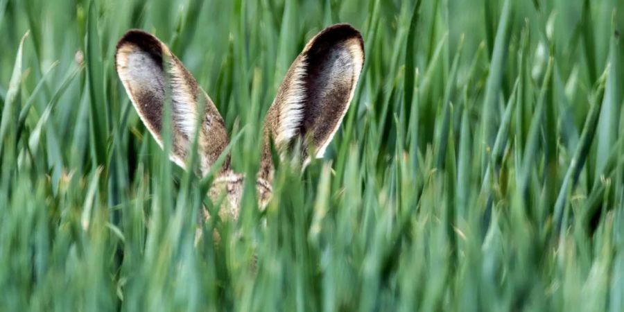 Die Hasenpest ist in der Schweiz auf dem Vormarsch. Übertragen wird sie zumeist über Zecken.