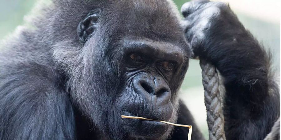 Im Nationalpark leben ungefähr tausend Gorillas.