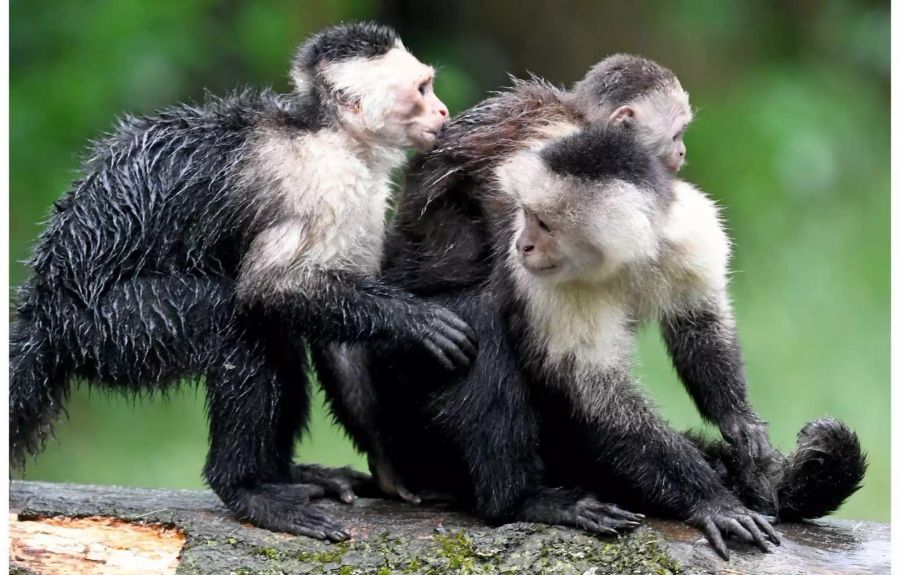 Der «Justin-Bieber-Affe» Mally (l) und Mutter Vanessa (r) zeigen ihrem rund sechs Wochen jungen Nachwuchs das Freigehege der Weißschulterkapuzineraffen im Serengeti-Park.