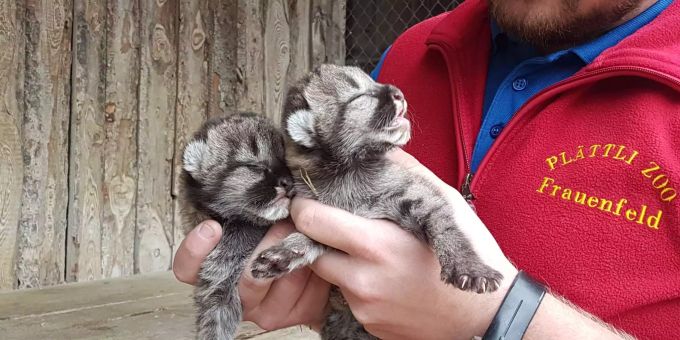 Geburt im Aussengehege - Puma-Babys im Plättli Zoo in Frauenfeld