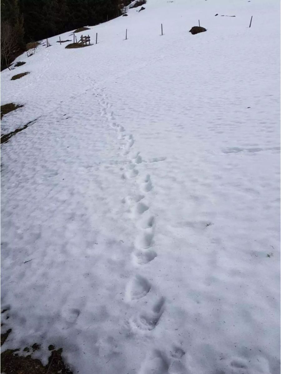 M29 wanderte am 9. April quer über die Gerschnialp in Engelberg.